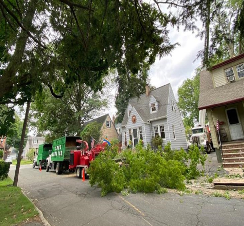 Green Star Tree Experts3