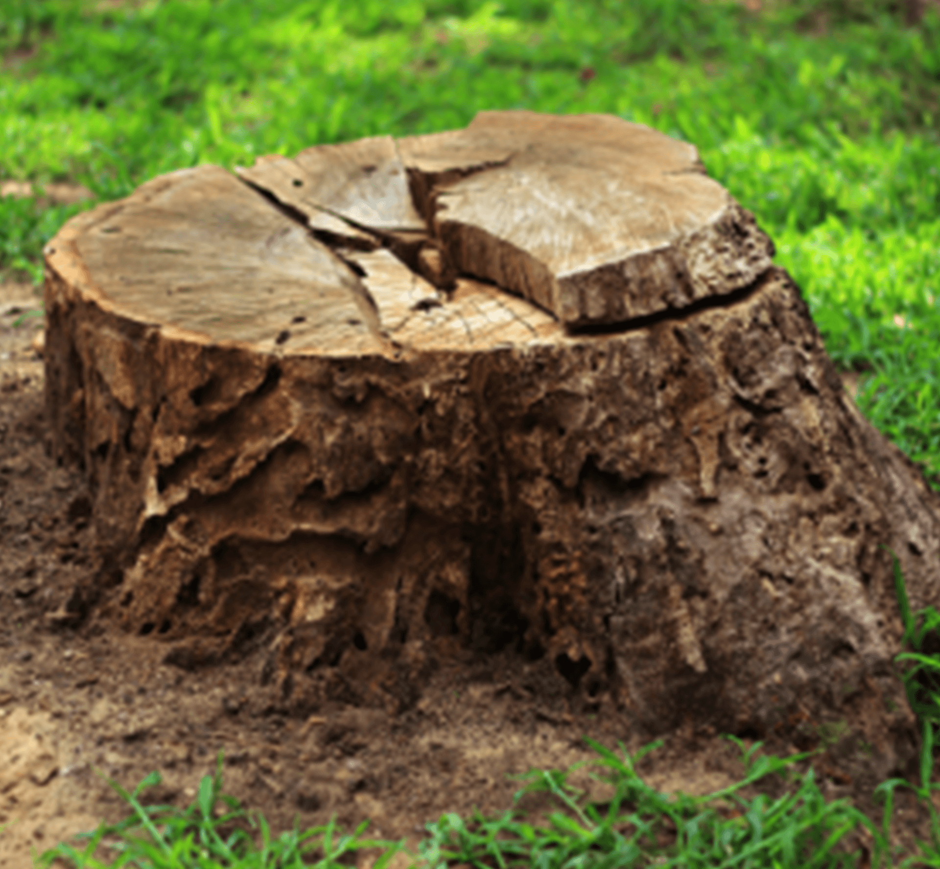 Stump-Removal2