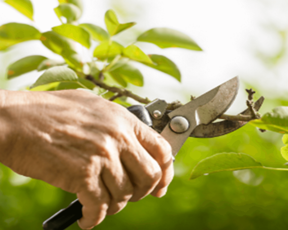 Tree-Trimming-Pruning2-1024×947